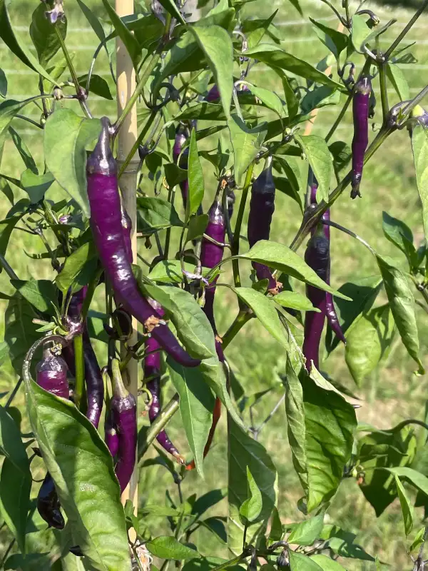 Chili / Paprika: Diavoletta