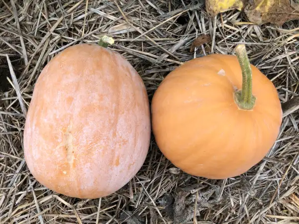Kürbisse: Dickinson