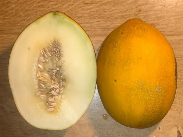 Melonen: Didona melone