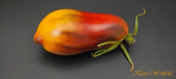 Tomaten: Die Bronzefinger Sergeant Pepper