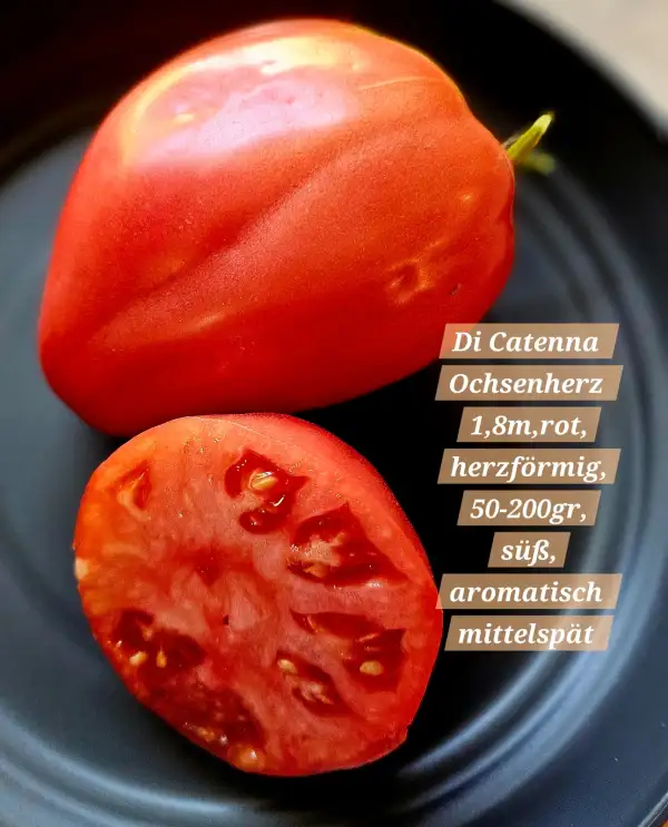 Tomaten: Die Catenna