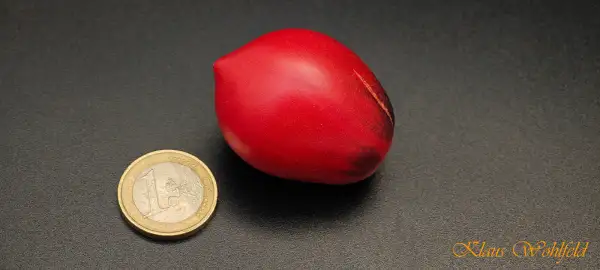 Tomaten: Die Purpurnen Sergeant Pepper