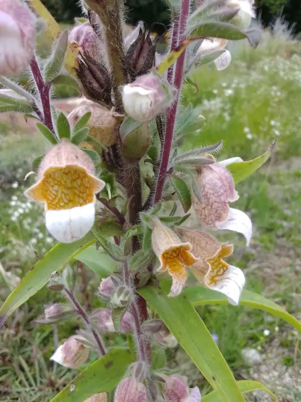 Blumen: Digitalis lutea wolliger Fingerhut