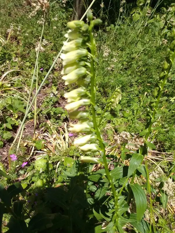 Blumen: Digitalis lutea wolliger Fingerhut