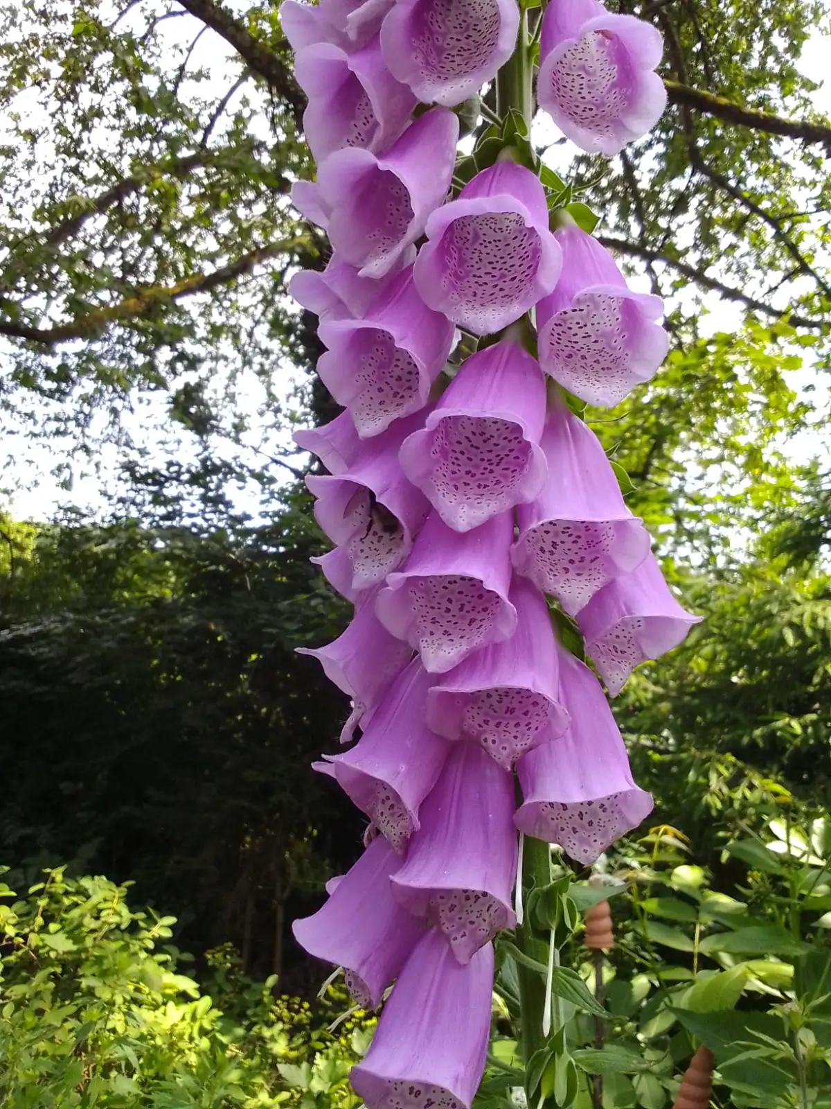 Blumen: Digitalis purpurea - roter Fingerhut