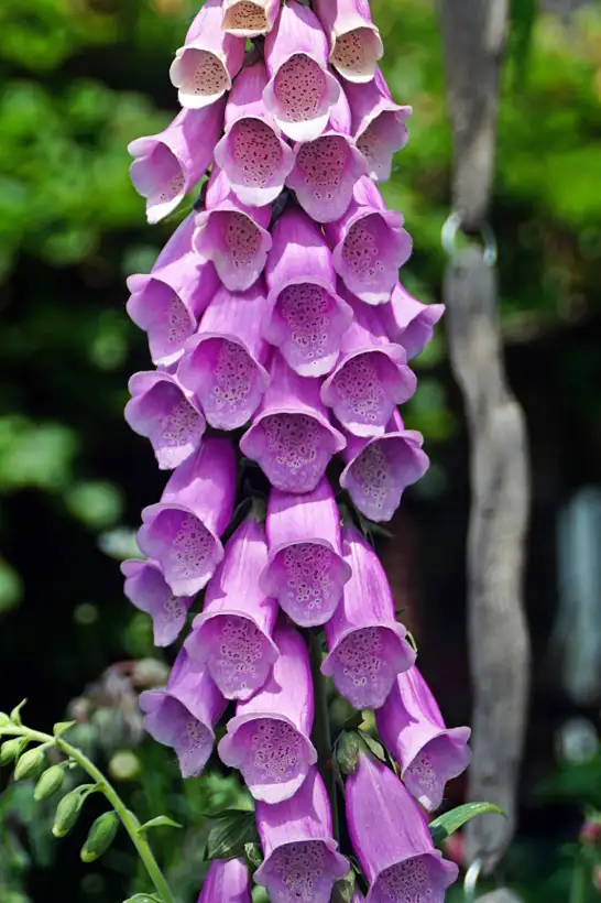 Blumen: Digitalis purpurea