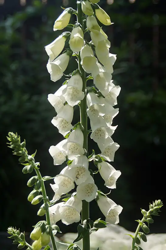 Blumen: Digitalis purpurea "Alba"