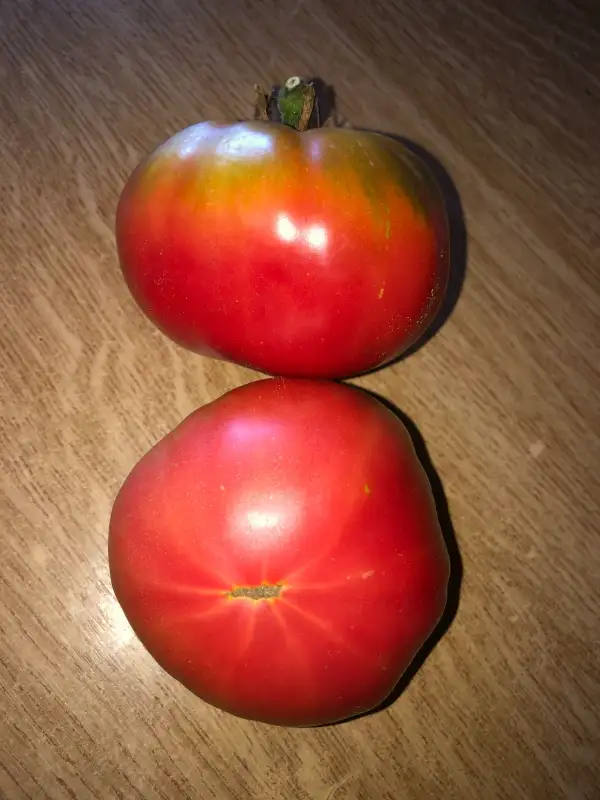 Tomaten: Dikaja Rosa