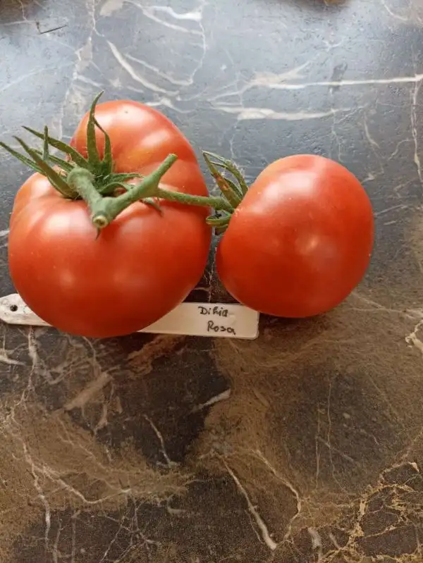 Tomaten: Dikaja Rosa