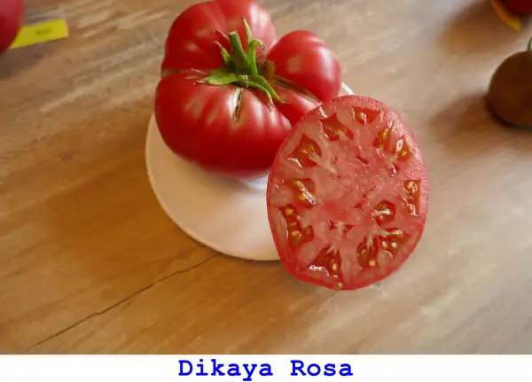 Tomaten: Dikaya Rosa
