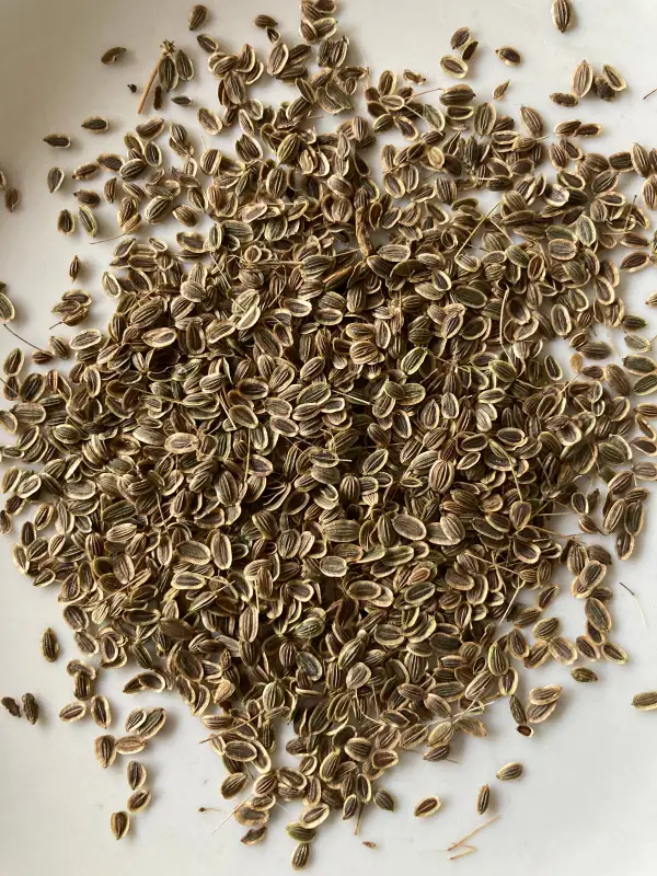 Kräuter: Dill - das Gewürz- und Heilkraut