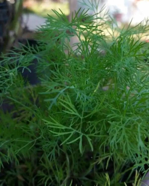 Kräuter: Dill - Ein Kraut, das für Gurkensalat unabdingbar ist