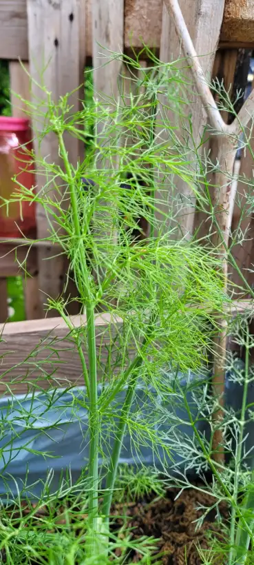 Kräuter: Dill