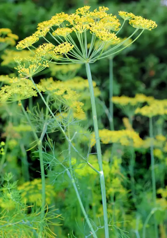Kräuter: Dill