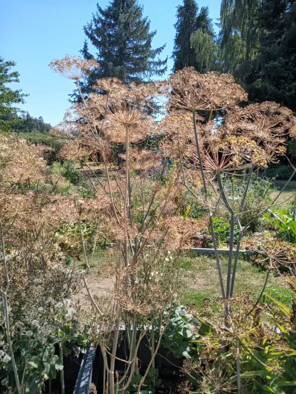 Kräuter: Dill aus Uromas Garten
