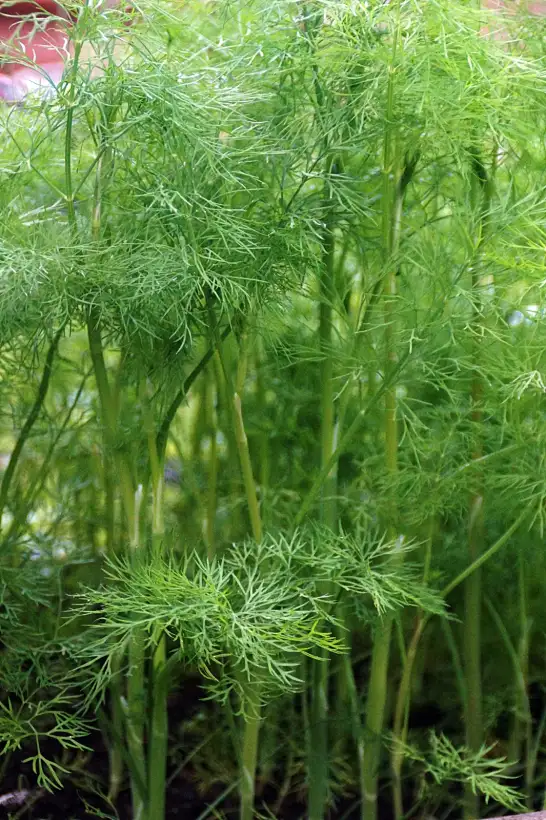 Kräuter: Dill "Herkules"