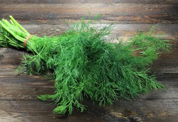 Kräuter: Dill (Sorte unbekannt)