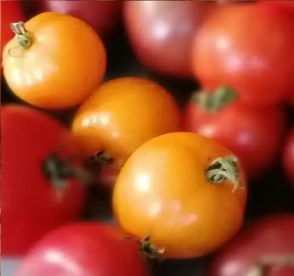 Tomaten: Dina