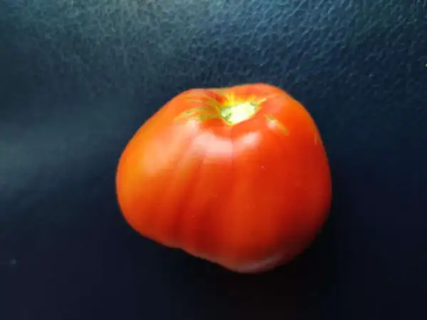 Tomaten: Dinner Plate