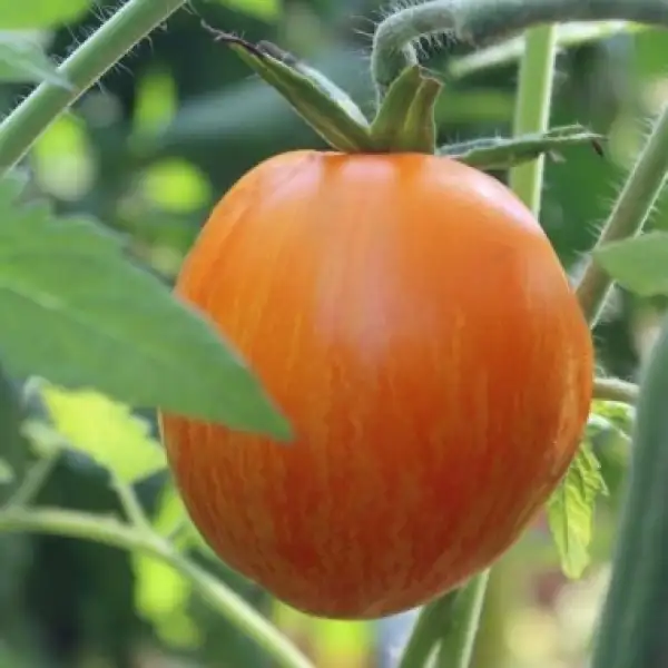 Tomaten: Dino Eggs
