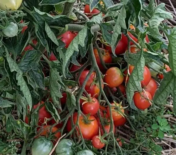 Tomaten: Dippes