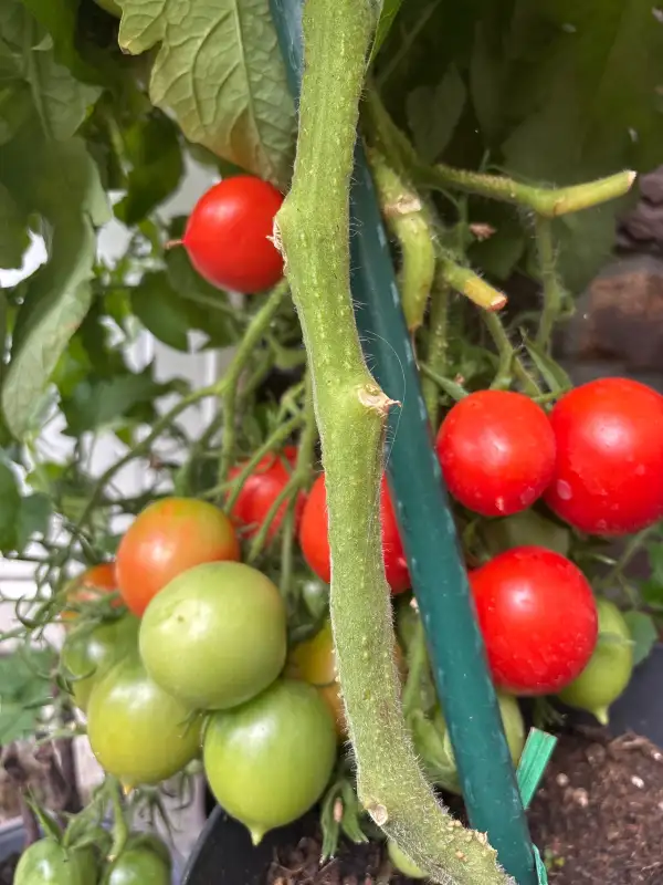 Tomaten: Dippes Stamm 802