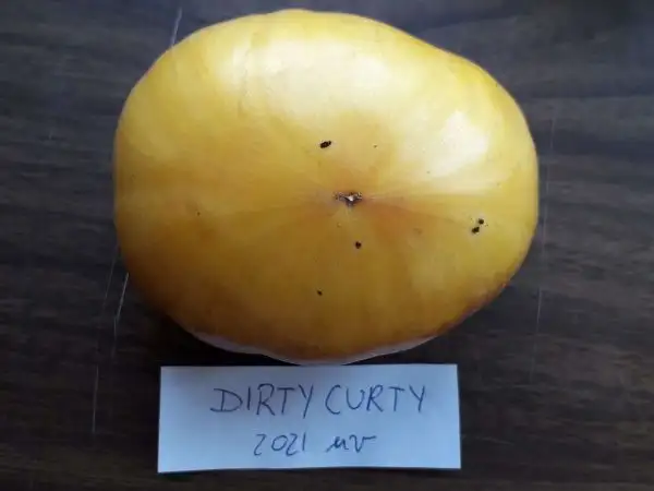 Tomaten: Dirty Curty