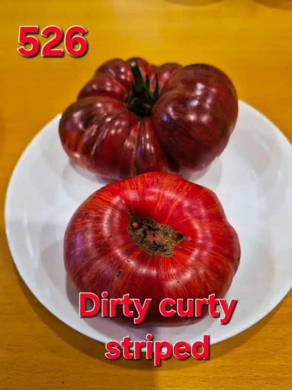 Tomaten: Dirty curty striped
