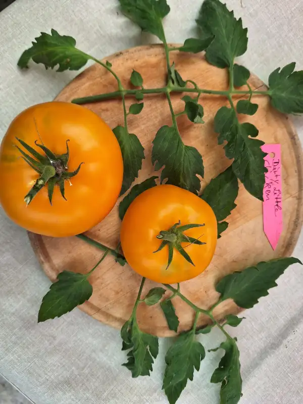 Tomaten: Dirty Little Chicken