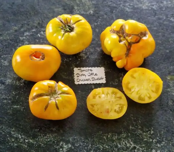 Tomaten: Dirty Little Chicken Dwarf