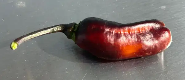 Chili: Dirty Orange Scorpion King x Aji Jobito