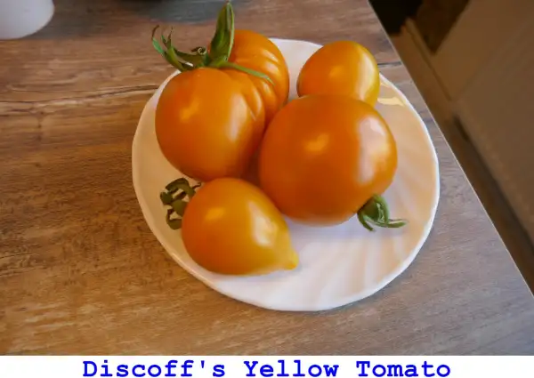 Tomaten: Discoff’s Yellow Tomato