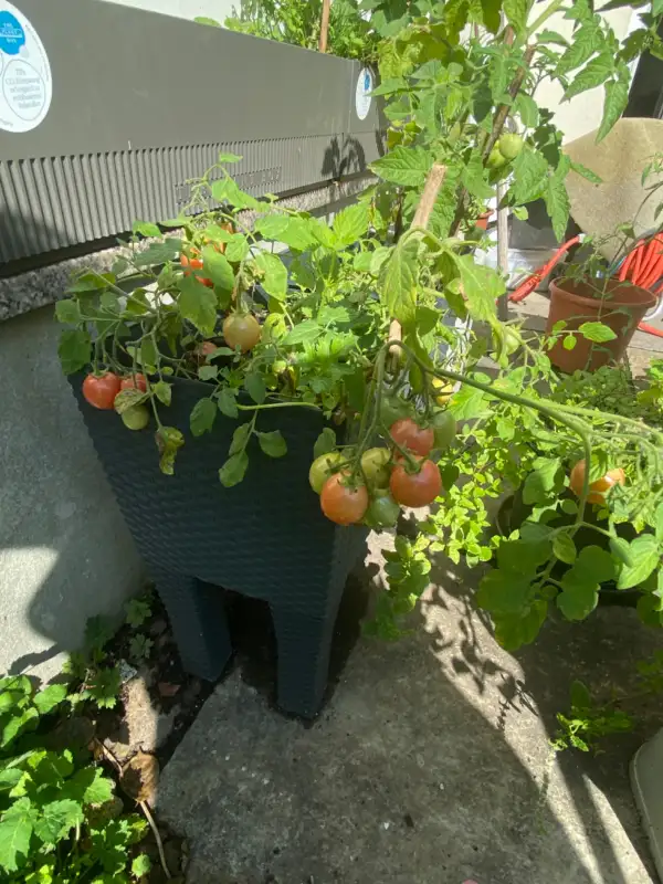 Tomaten: Ditmarscher