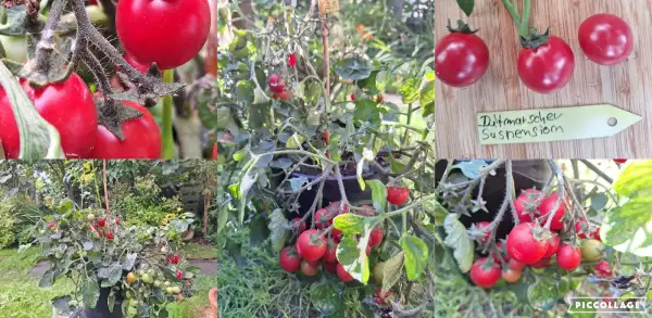Tomaten: Ditmarscher Suspension - ideal als Hängetomate