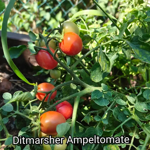 Tomaten: Ditmarsher Ampeltomate