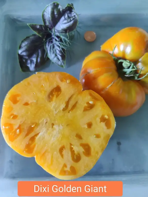 Tomaten: Dixie Golden Giant