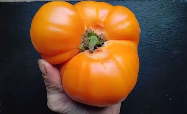 Tomaten: Dixie Golden Giant