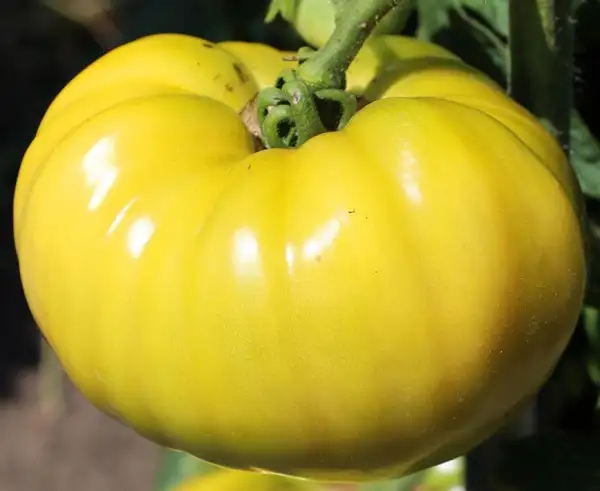 Tomaten: Dixie Golden Giant
