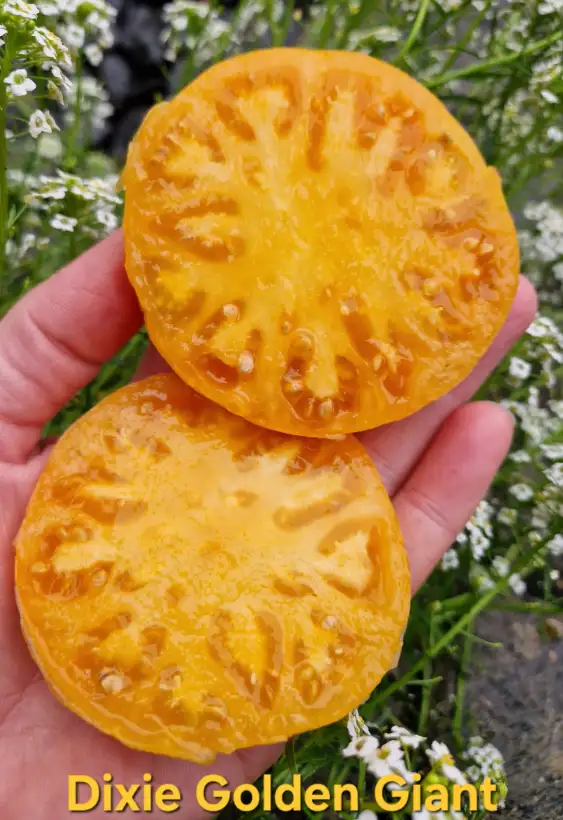 Tomaten: Dixie Golden Giant