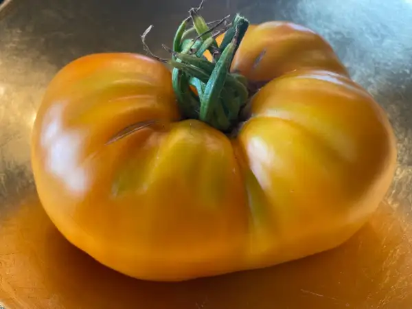 Tomaten: Dixie Golden Giant