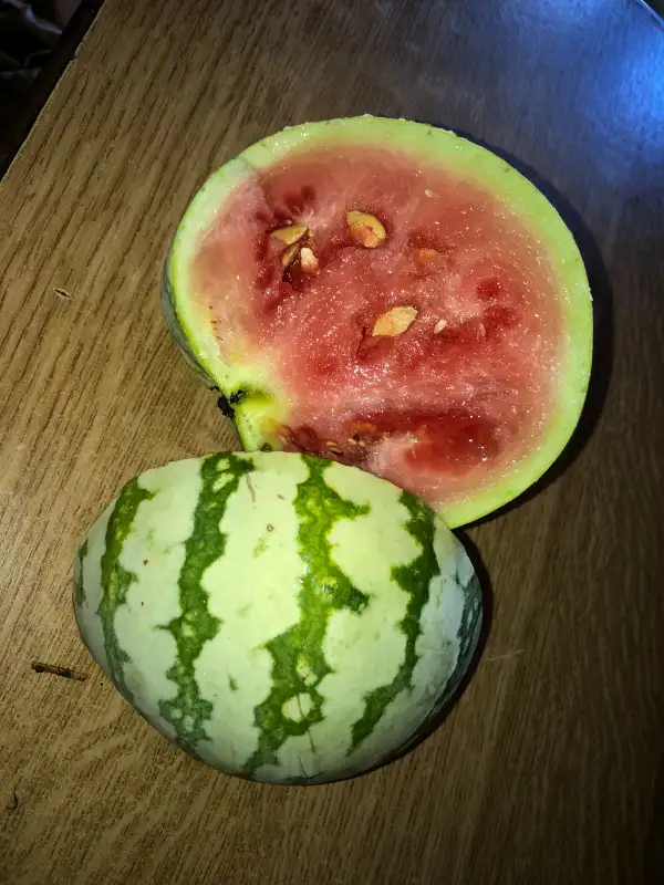 Obst: Dixie Queen wassermelone