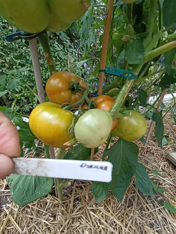 Tomaten: Djina- Джина