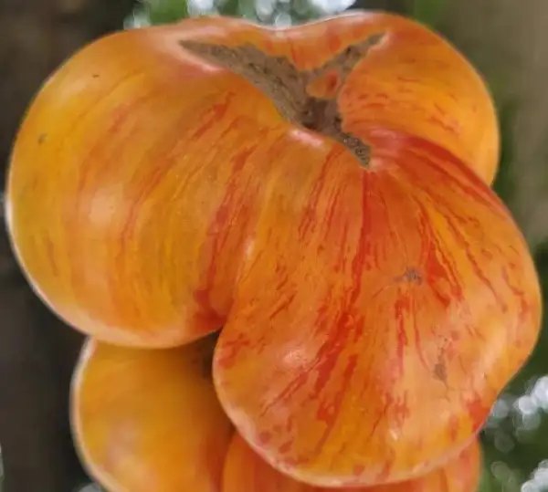Tomaten: Dnieper Cliffs