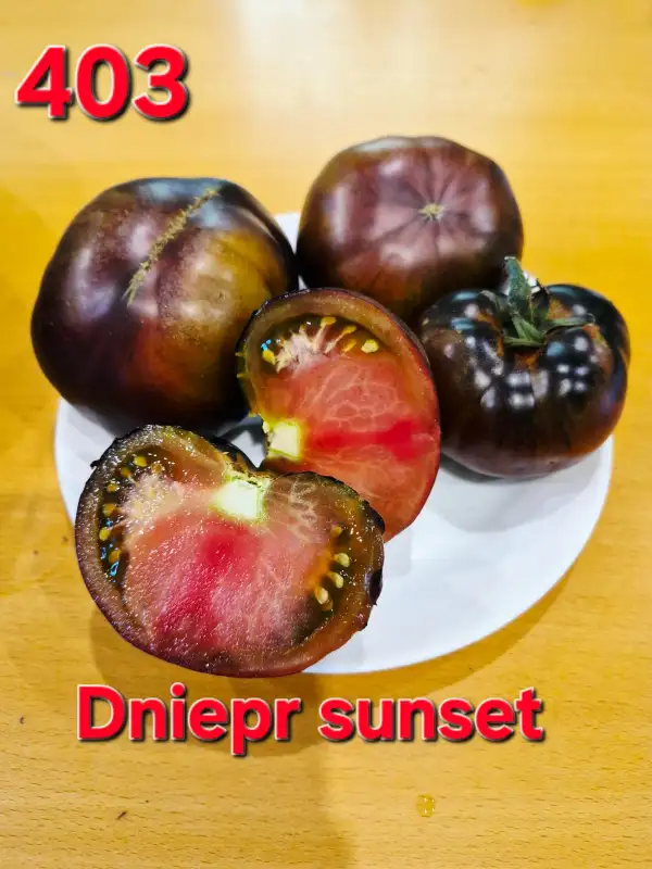 Tomaten: Dniepr sunset