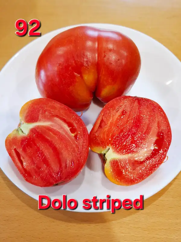 Tomaten: Dolo striped