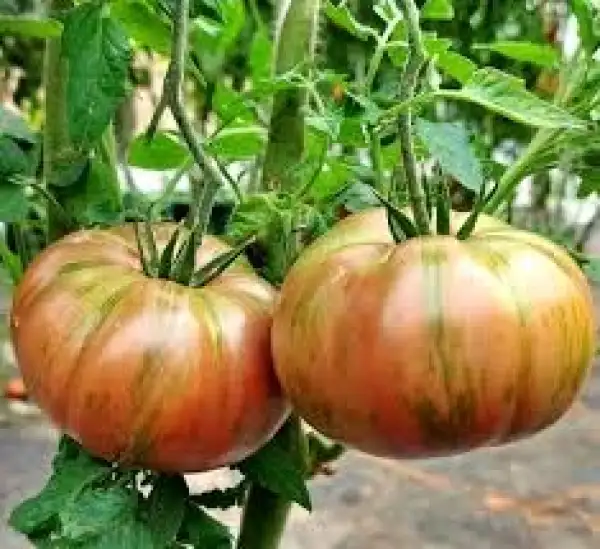 Tomaten: Dolo striped