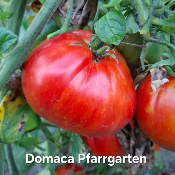 Tomaten: Domaca Pfarrgarten