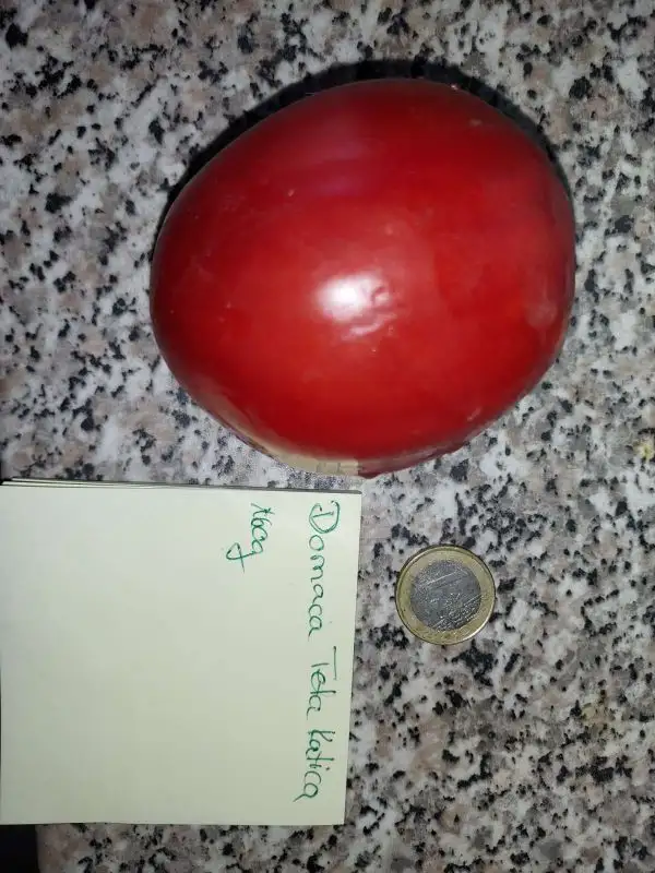 Tomaten: Domaca Teta Katica