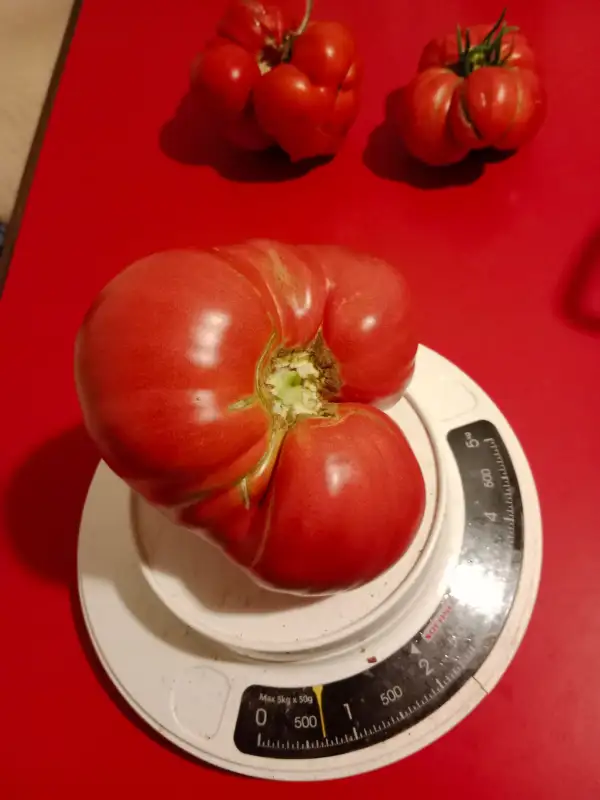 Tomaten: Domaca Teta Katinka - Kroatisches Ochsenherz