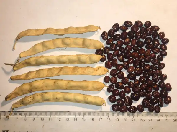 Bohnen: Domaci Cucak